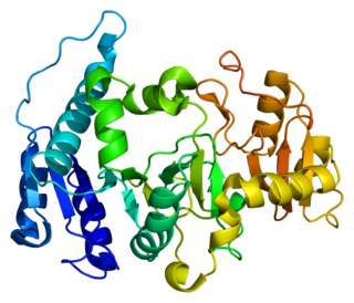 <span class="mw-page-title-main">MGAT1</span> Protein-coding gene in the species Homo sapiens