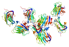 Protein NRXN1 PDB 1c4r.png