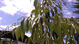 Prunus salicifolia 5.jpg