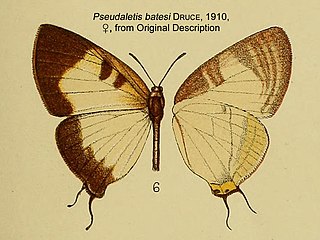 <i>Pseudaletis batesi</i> Species of butterfly