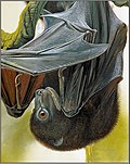 Thumbnail for Bougainville monkey-faced bat