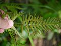 Pteris dispar amakusasd03.jpg