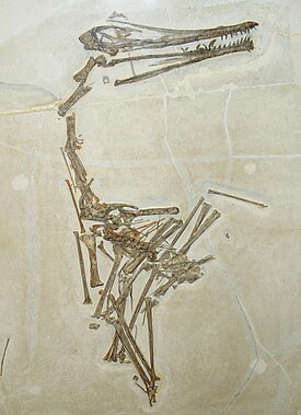 SMNS 56603, голотип Ardeadactylus