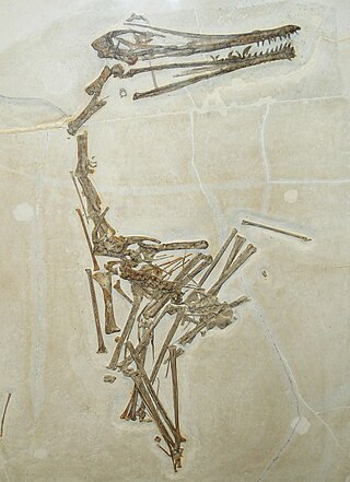 <i>Ardeadactylus</i> Genus of ctenochasmatoid pterosaur from the Late Jurassic