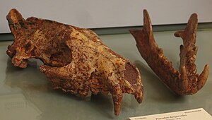 Pterodon dasyuroides skull and mandible.jpg