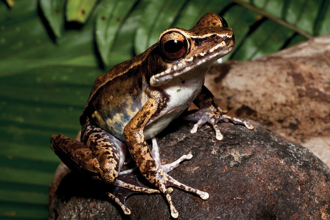 File:Pulchrana grandocula, female, Gingoog, Philippines.jpg