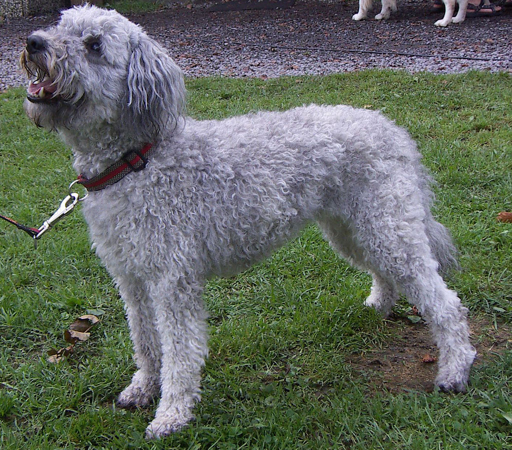 Pumi Dog - curly coat - standing on green grass - smiling