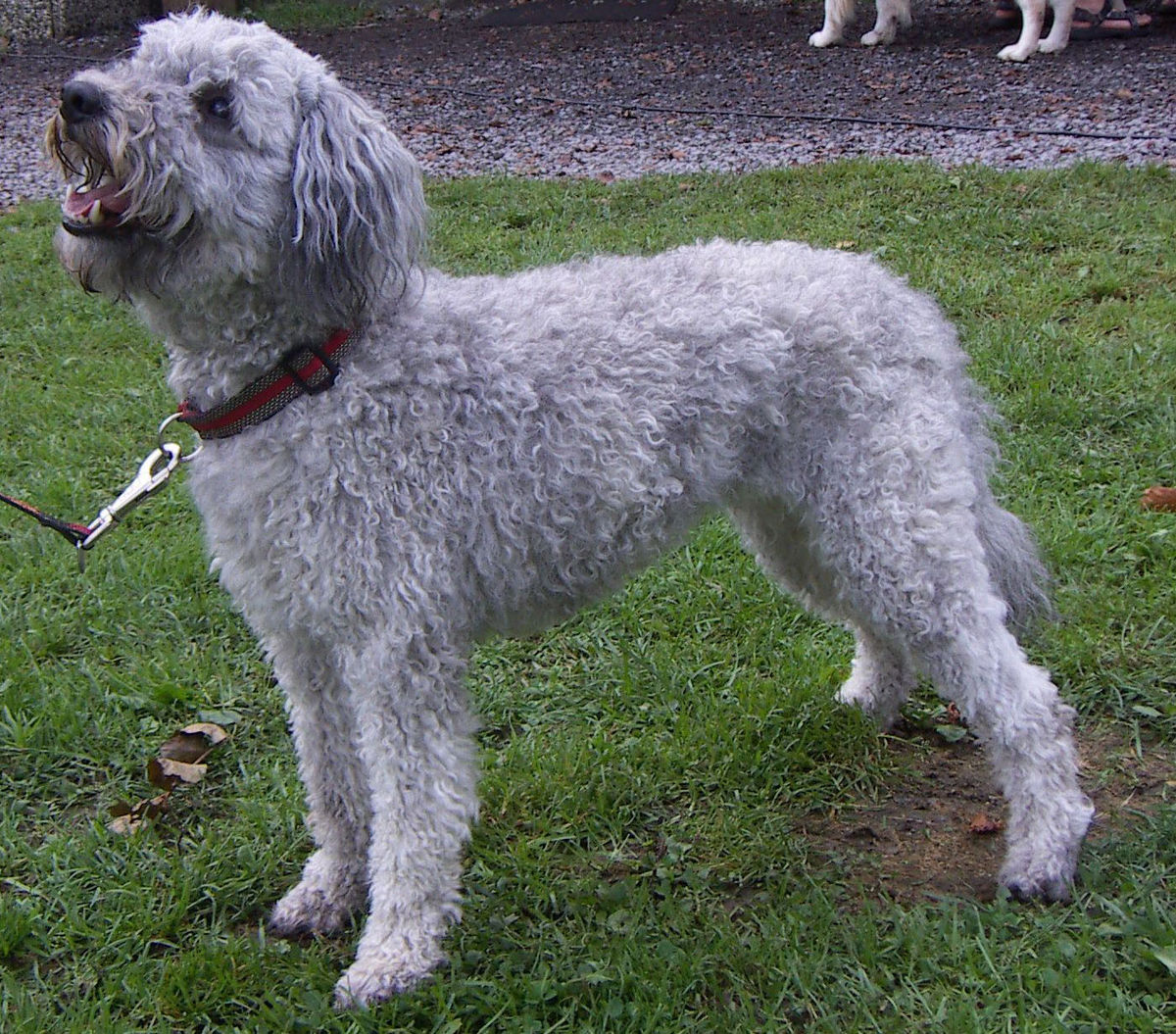 Pumi dog - Wikipedia