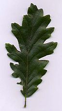 Quercus cerris1