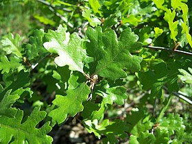 Foliage