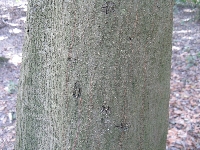 File:Quercus sessilifolia1.jpg