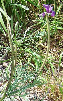 Roemeria hybrida - Wikipedia, la enciclopedia libre