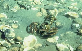 Un homard américain, dans son milieu naturel, dans le Rhode Island.