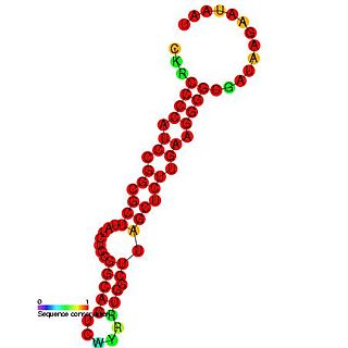 <span class="mw-page-title-main">RydB RNA</span>