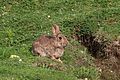 * Nomination Rabbit (Oryctolagus cuniculus), Aston Upthorpe, Oxfordshire --Charlesjsharp 12:41, 14 May 2016 (UTC) * Promotion  Support Good quality.--Famberhorst 15:29, 14 May 2016 (UTC)