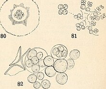 Reproduction of Radiococcus and Tetracoccus by forming 4 autospores within a single cell Radiococcus and Tetracoccus.jpg