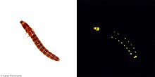 Spoorwegworm met zowel aan als uit lichten