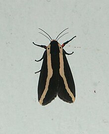 Rajendra biguttata sp moth.jpg 