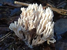 Ramaria pallida a1 (2).jpg