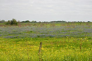 Ranchland with Texas bluebonnets (Lupinus texensis), Washington County, Texas, USA (30 March 2012).