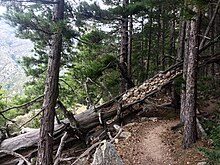 Caminata al Monte Incudine