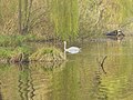 Rangsdorf - Fruehling am Zuelowsee (Springtime at Zuelow Lake) - geo.hlipp.de - 35282.jpg