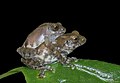 Raorchestes tuberohumerus in amplexus.jpg