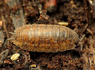 <span class="mw-page-title-main">Trachelipodidae</span> Family of woodlice