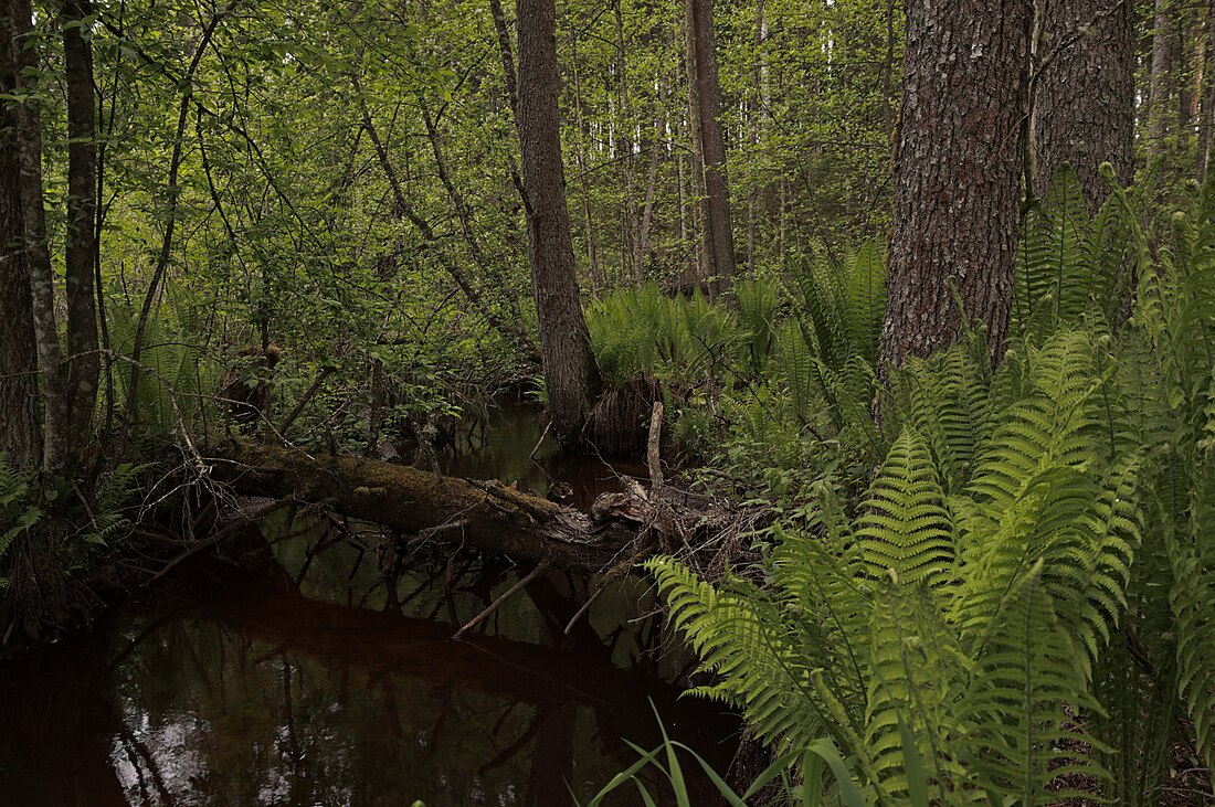 File:Rebasmäe stream.jpg