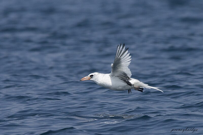 File:Red-billed Tropicbird Goa 1.jpg