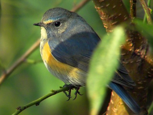 Red-flanked bluetail - Wikipedia