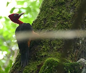 Red-necked Woodpecker (Campephilus rubricollis) (40579579051).jpg