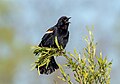 * Nomination Red-winged blackbird in Tommy Thompson Park --Rhododendrites 02:18, 5 June 2023 (UTC) * Promotion  Support Good quality. --Fabian Roudra Baroi 02:39, 5 June 2023 (UTC) OK for QI but has the same halos as the FPC. Charlesjsharp 14:15, 5 June 2023 (UTC)