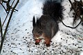 Red squirrel - Flickr - GregTheBusker (1).jpg