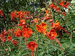 Riikinkukkokesalpinia (Caesalpina pulcherrima)