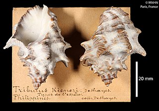 <i>Reishia bitubercularis</i> Species of gastropod