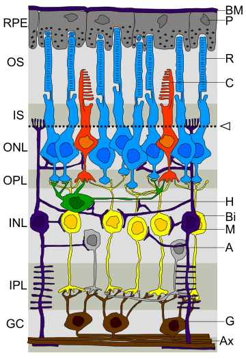 Retinale Ganglienzelle