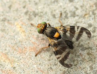 <i>Rhagoletis</i> genus of insects