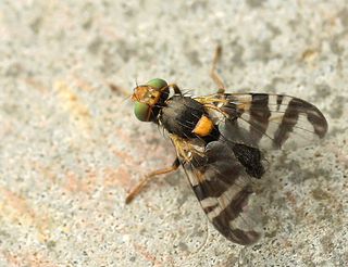 Die Kirschfruchtfliege ist ein