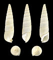 * Nomination Shell of a white form of a Banded Creeper, Rhinoclavis fasciata --Llez 18:16, 29 July 2016 (UTC) * Promotion Good quality. --Poco a poco 18:43, 29 July 2016 (UTC)