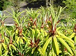 Rhododendron strigillosum - University of Copenhagen Botanical Garden - DSC07587.JPG