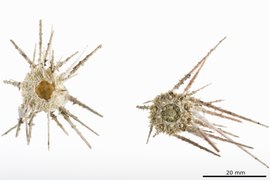 Rhopalocidaris rosea