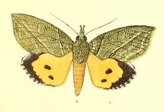 <i>Eudocima hypermnestra</i> Species of moth