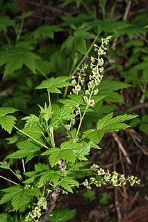 <i>Ribes bracteosum</i>