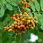 Thumbnail for File:Ripening rowan cropped.jpg