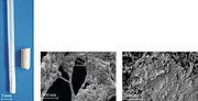 Miniatuur voor Bestand:Rod-like collagen-silica-based biomaterial derived in vitro2.jpg