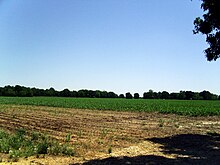 Flat land in cultivation, such as this in Desha County, is typical of Southeast Arkansas Rohwer War Relocation Center 002.jpg