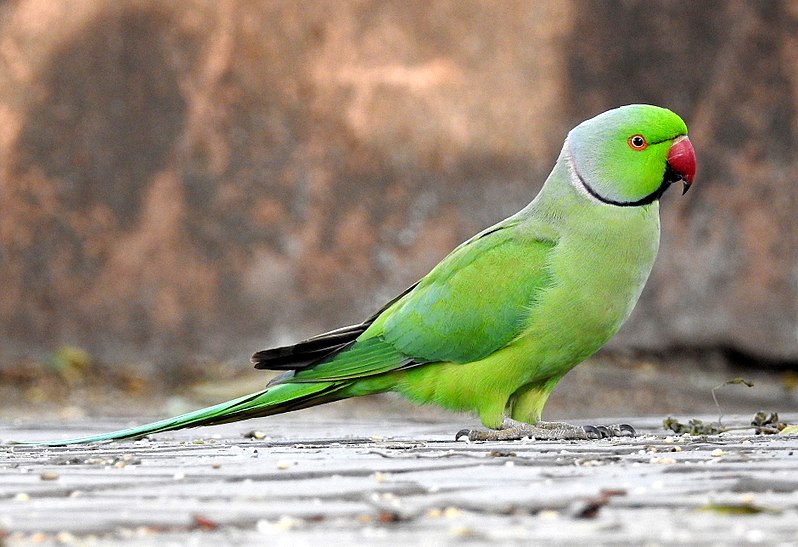 File:Rose-ringed Parakeet Psittacula krameri male by Dr. Raju Kasambe DSCN8937 (2).jpg