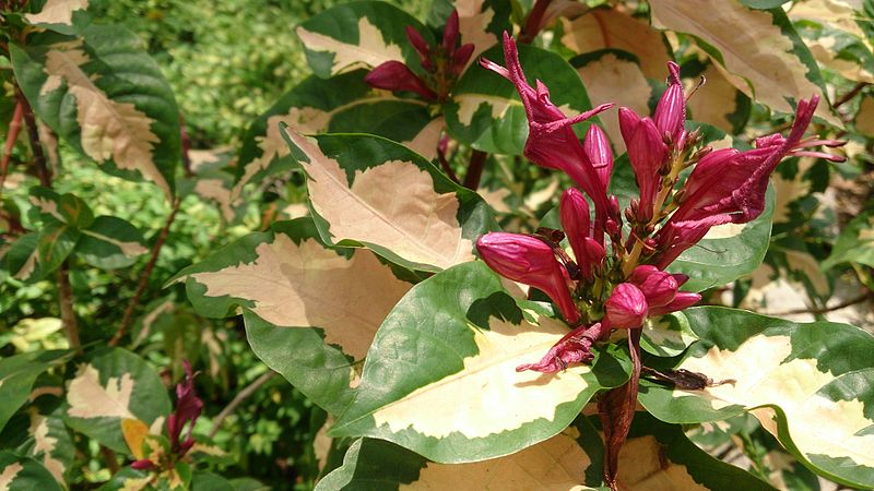 File:Rosea Variegata (Graptophyllum pictum 'Roseum Variegatum') 3.jpg