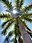 Royal Palm worm view.jpg